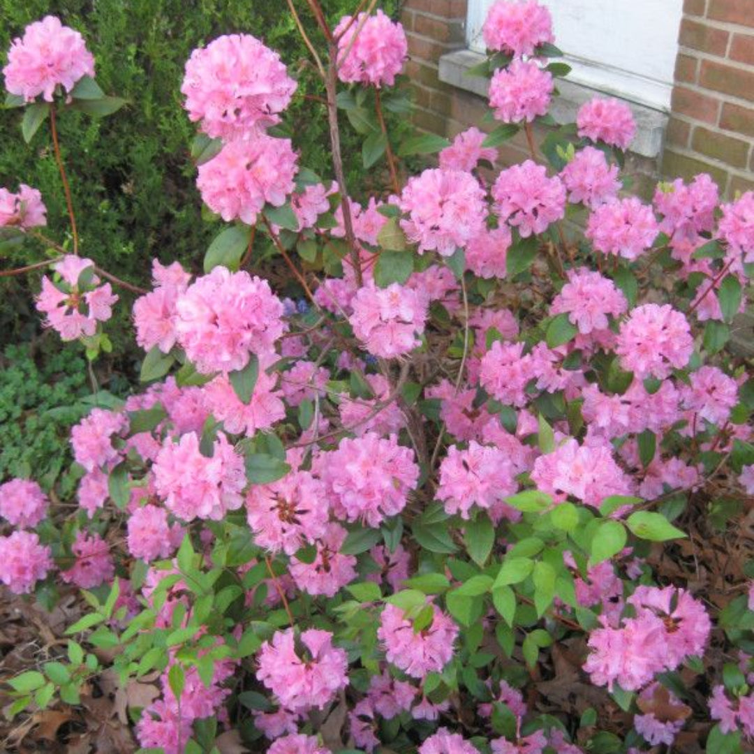 Olga Mezitt Rhododendron