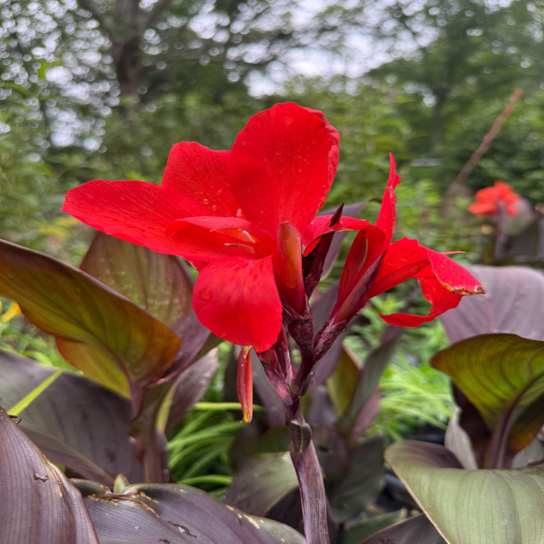 red canna lily flower Canna Cannova® Bronze Scarlet Canna Lily buy online plants and trees at pixies Gardens