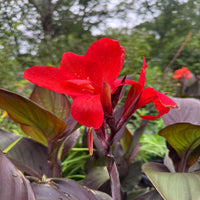 Canna 'Cannova Bronze Scarlet' Lily - [EG]