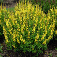 Baptisia Prairieblues Solar Flare