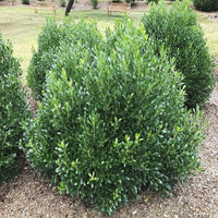 lnkberry-Shamrock Holly