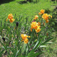 Iris germanica 'Savannah Sunset' - [EG]