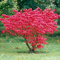 Euonymus Alatus Compactus