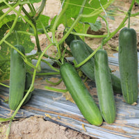 Cucumber Plant