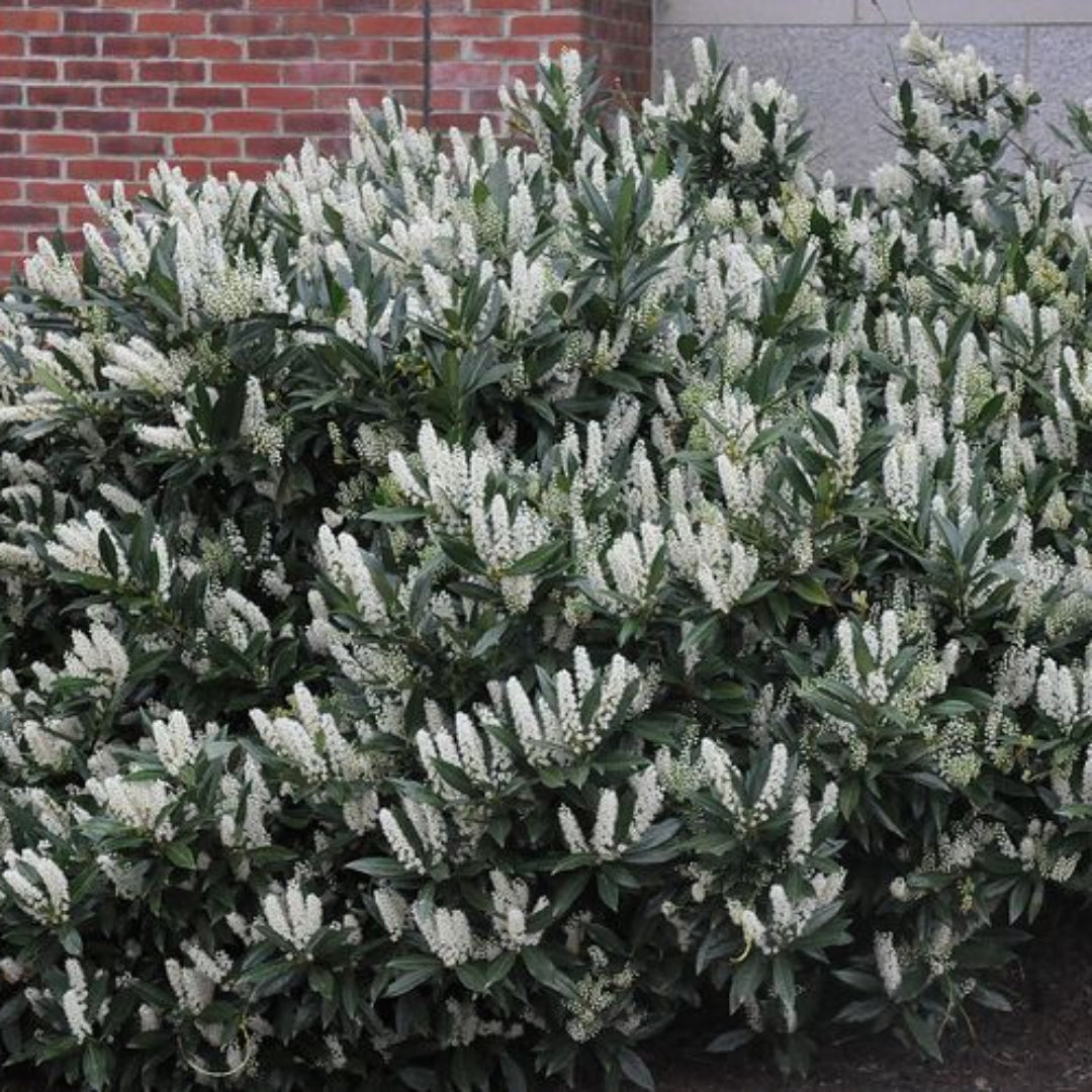 Otto Luyken Cherry Laurel