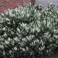 Otto Luyken Cherry Laurel