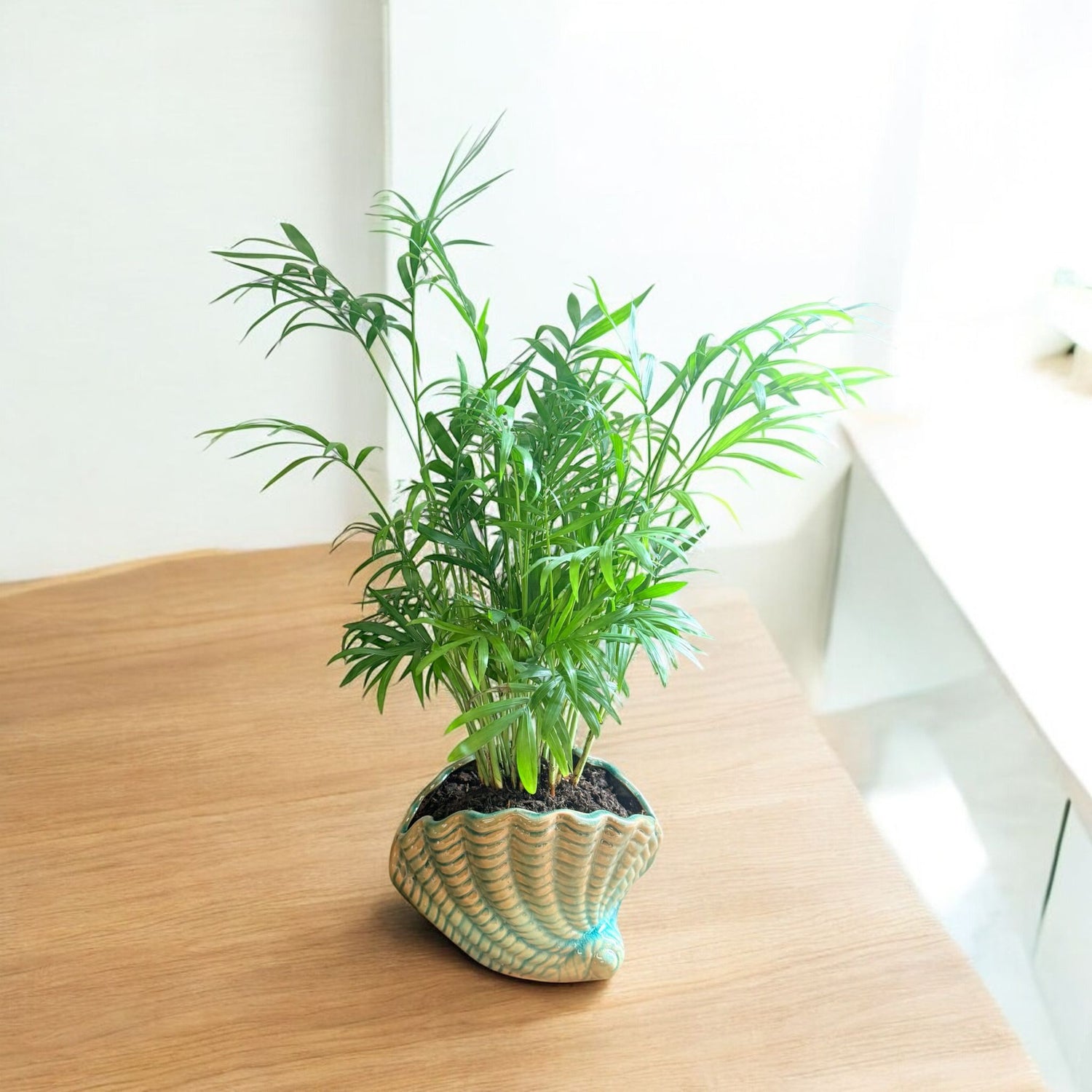 Neanthe Bella Palm (Live Indoor Plant)