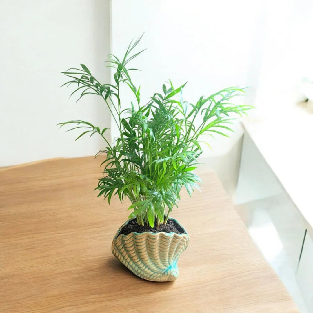 Neanthe Bella Palm in Special Planter (Indoor Plant)