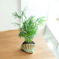 Neanthe Bella Palm in Special Planter (Indoor Plant)