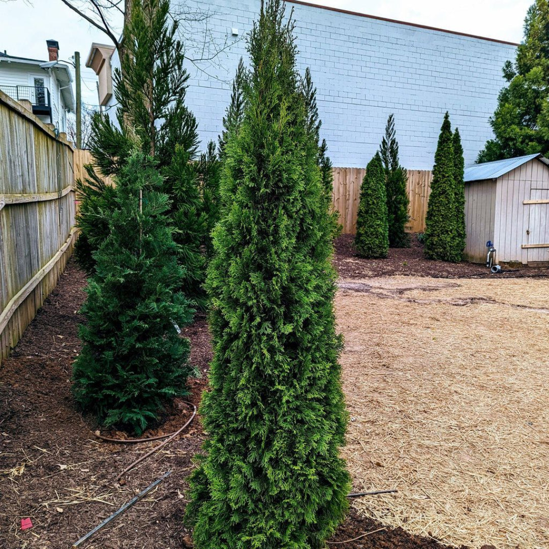 Green Splendor Arborvitae