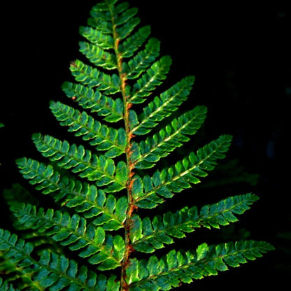 Japanese Tassel Fern