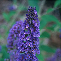 Mature Ellen’s Blue Butterfly Bush showing upright growth and dense blooms