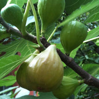 Fresh fig harvest from the Desert King Fig Tree