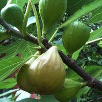 Healthy Desert King Fig Tree growing in full sunlight