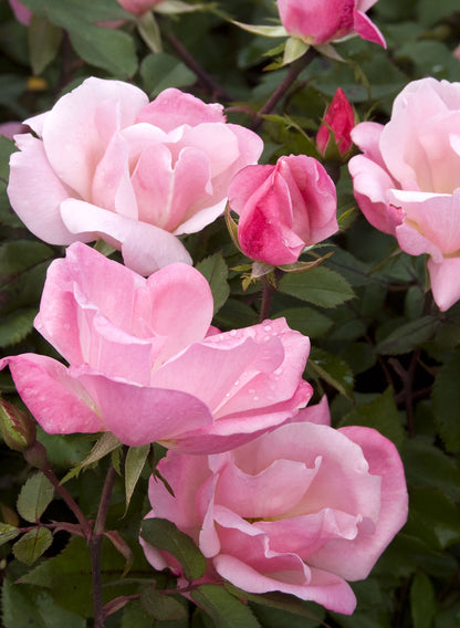 The Blushing Knock Out Rose