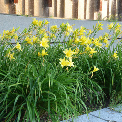 Hemerocallis &