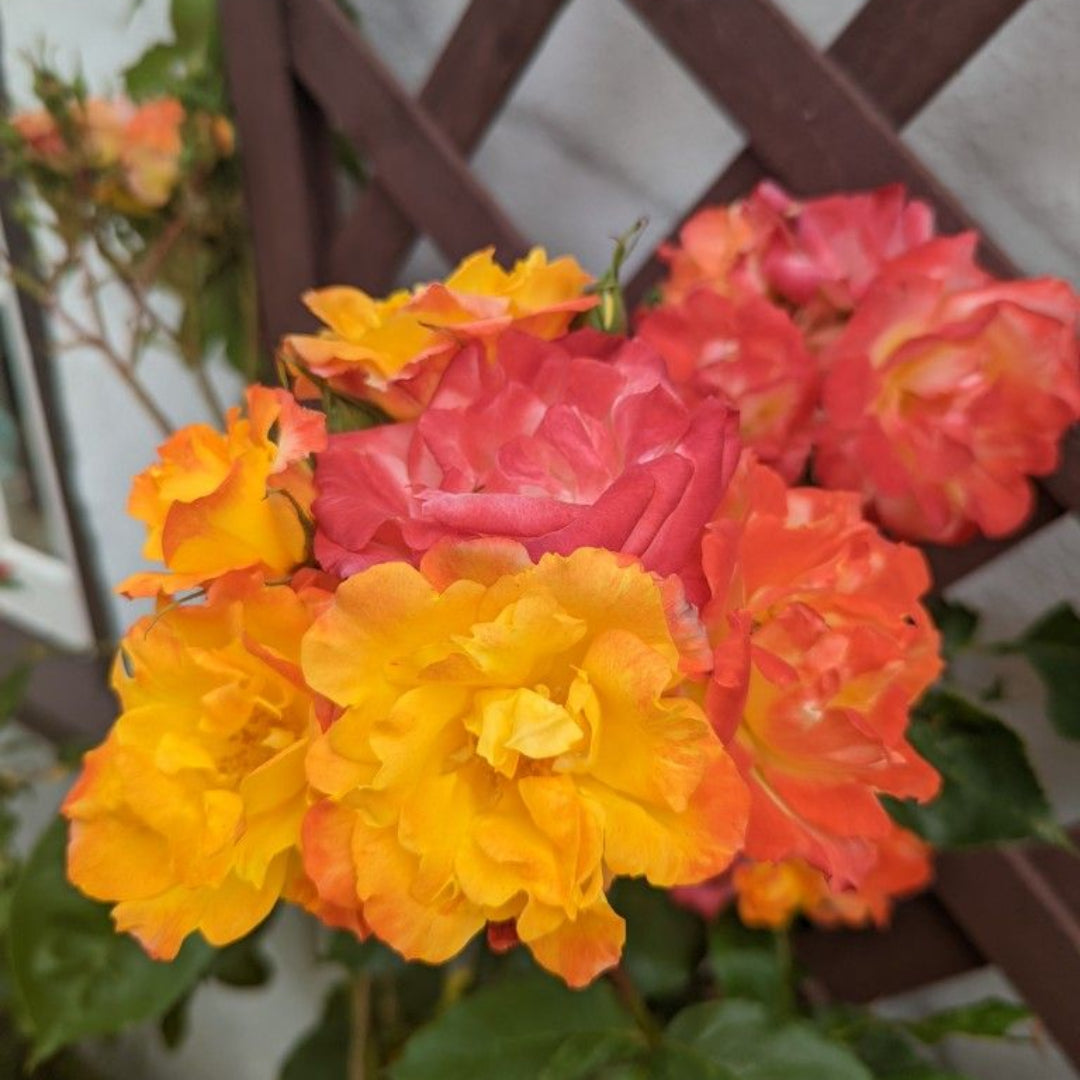 Pinata Climbing Rose