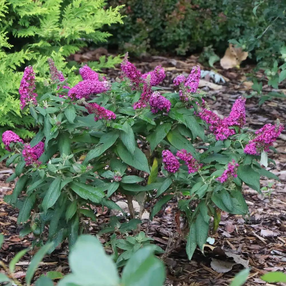 Pugster Pico Punch Butterfly Bush