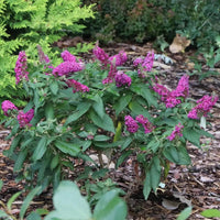 Pugster Pico Punch Butterfly Bush