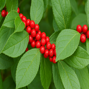 Winter Red Winterberry Holly is The Cold Hardiest of All Holly Varieties.