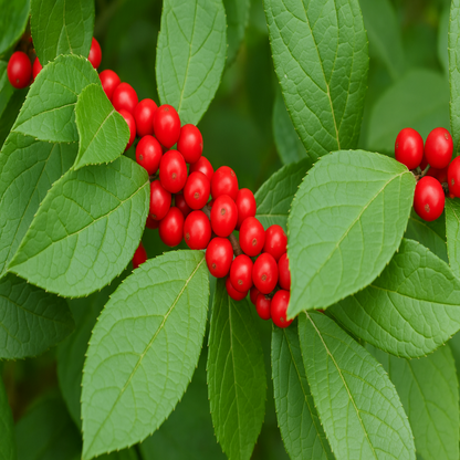 Winter Red Winterberry Holly is The Cold Hardiest of All Holly Varieties.