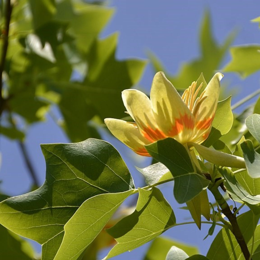 Tulip Poplar Tree
