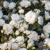 Close petals of White Drift Rose showing soft texture