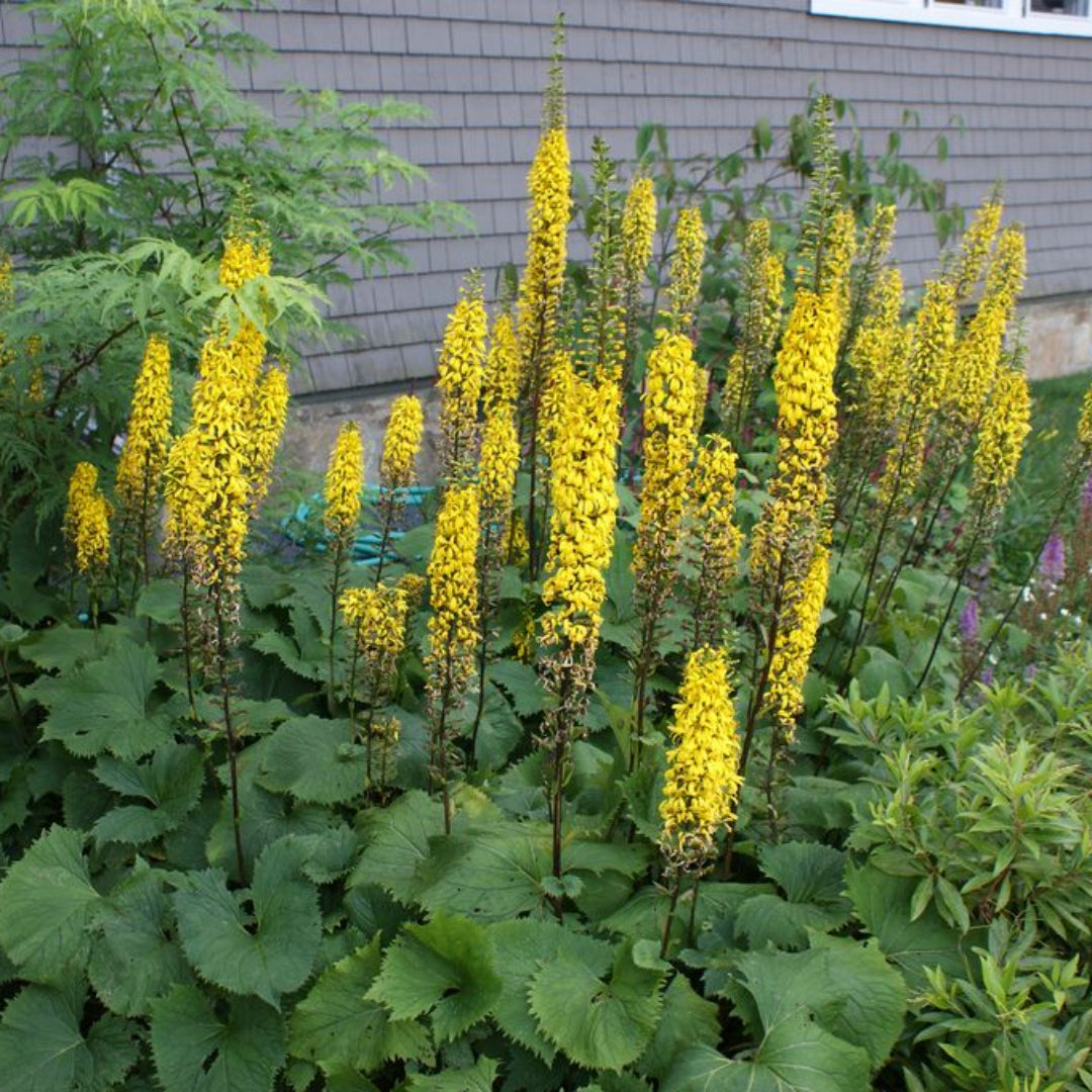 Ligularia Bottle Rocket
