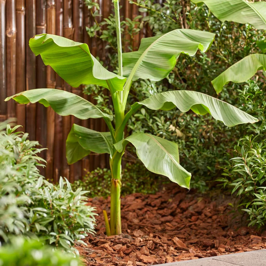 Musa basjoo (Hardy Banana Plant)