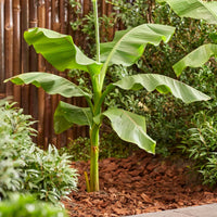 Musa basjoo (Hardy Banana Plant)