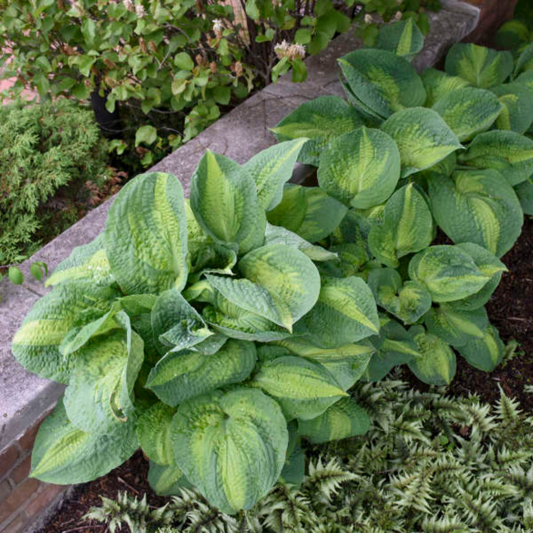 Hosta &