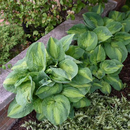 Hosta &