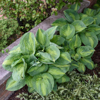 Hosta 'Brother Stefan'  [EG]