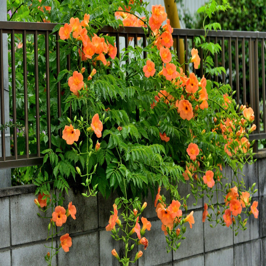 Campsis Radicans (Trumpet Creeper)