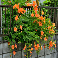 Campsis Radicans (Trumpet Creeper)