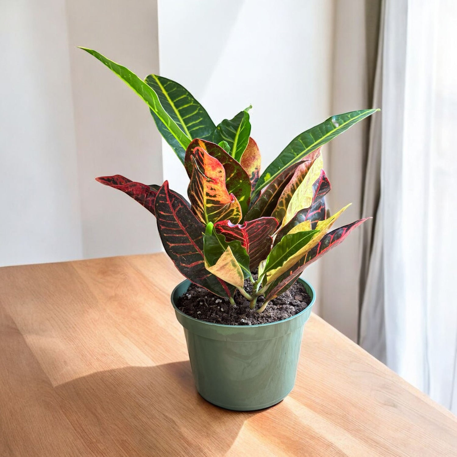 Petra Croton (Live Indoor Plant)