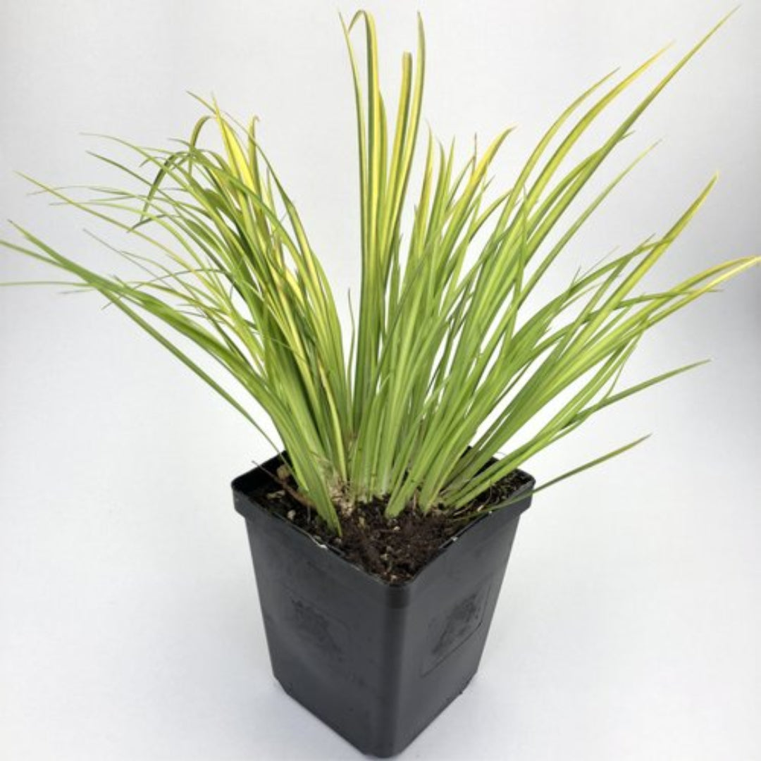 Acorus gramineus ‘Ogon’ – Golden Variegated Sweetflag Grass