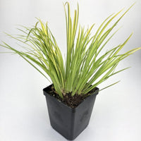 Acorus gramineus ‘Ogon’ – Golden Variegated Sweetflag Grass