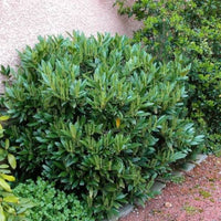 Otto Luyken Cherry Laurel