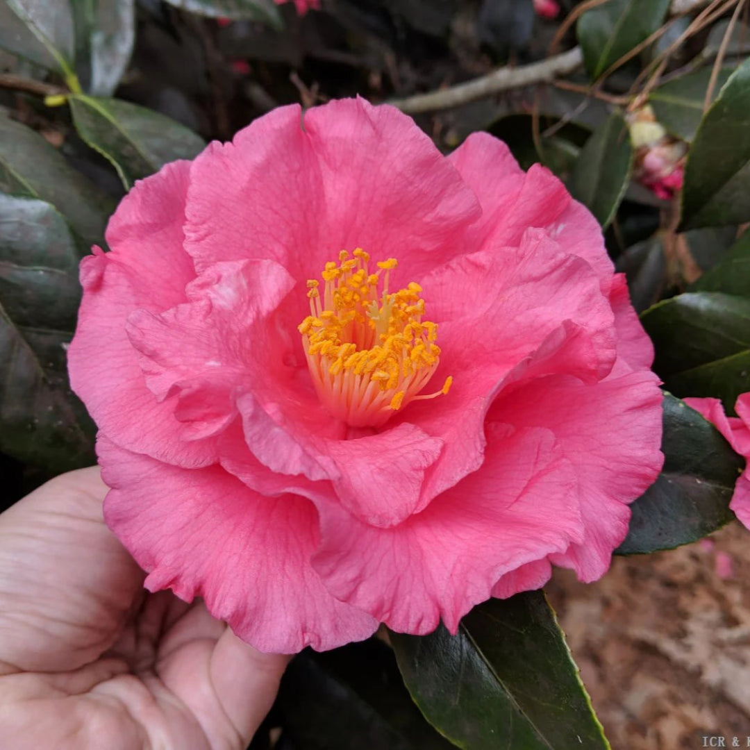 Camellia Fashionata Plant