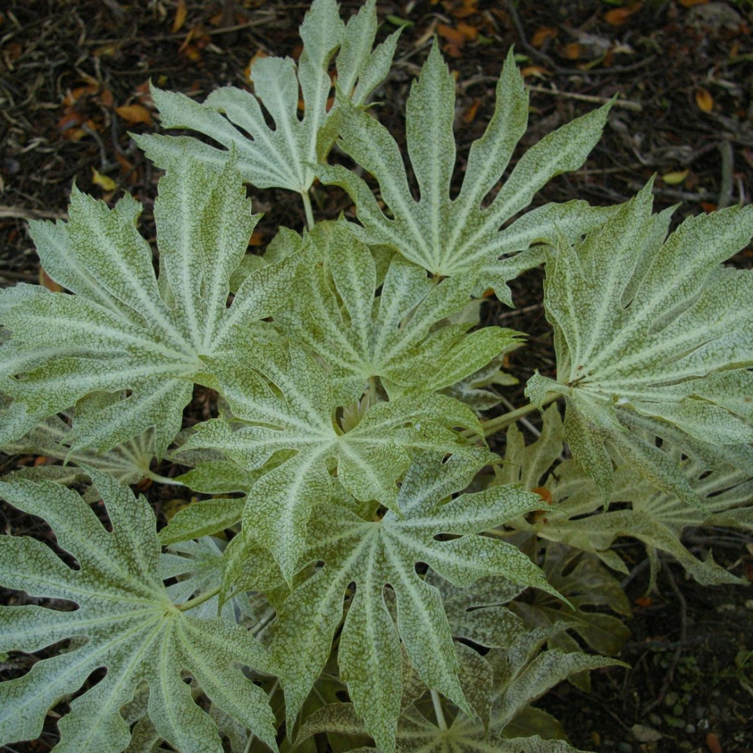 Fatsia Japonica Foliage Plant