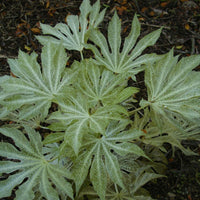 Fatsia Japonica Foliage Plant
