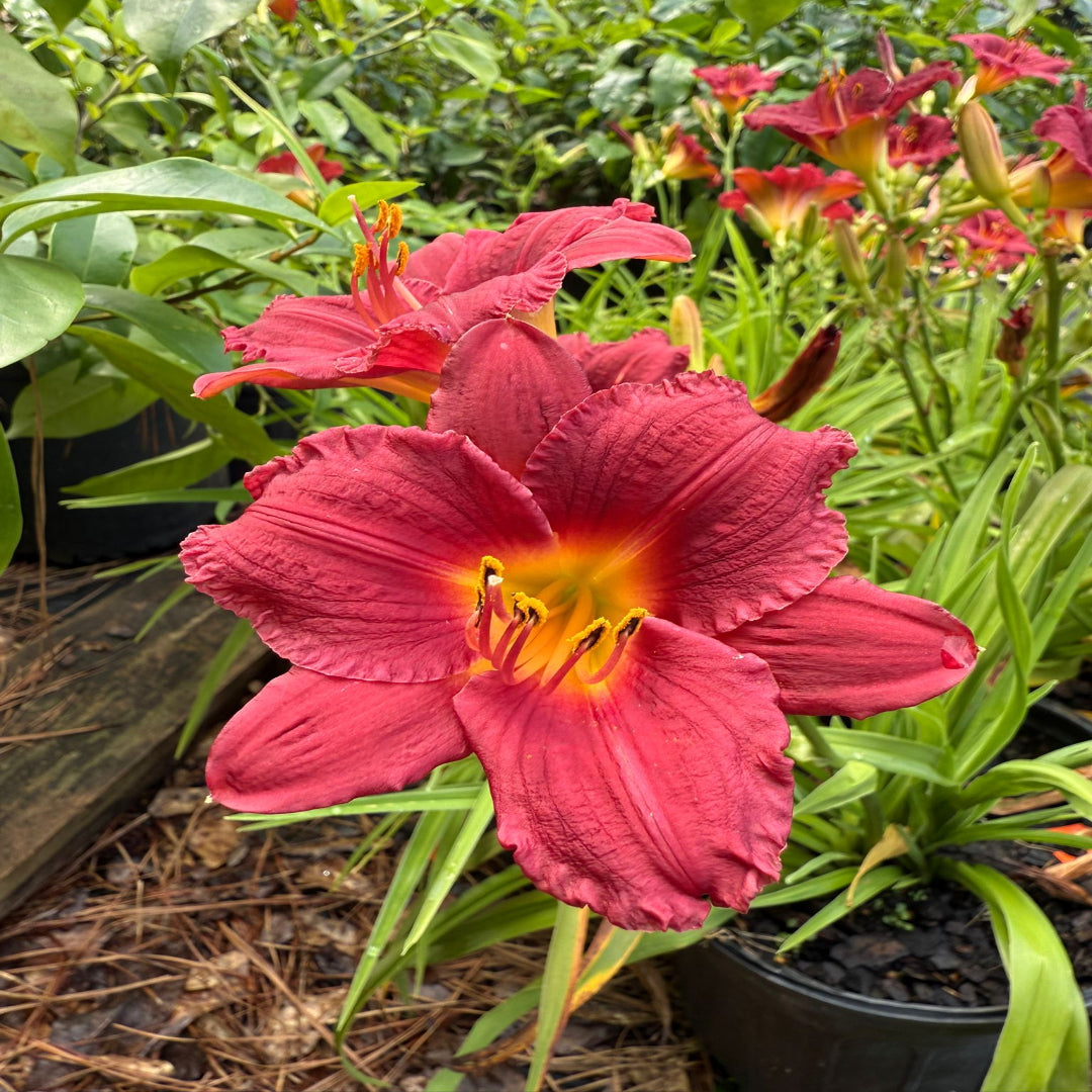 Hemerocallis Little Business Daylily