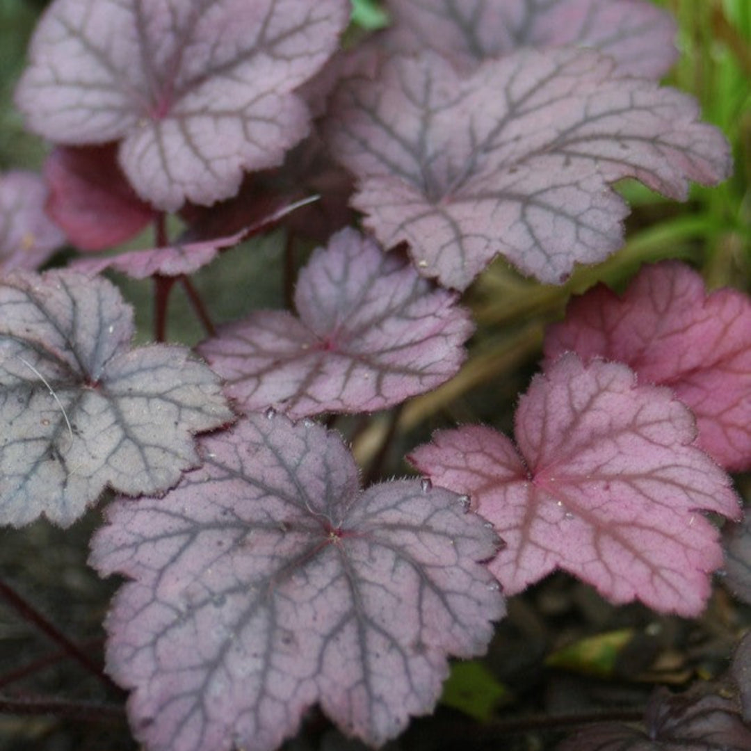Heuchera X Villosa Georgia Plum