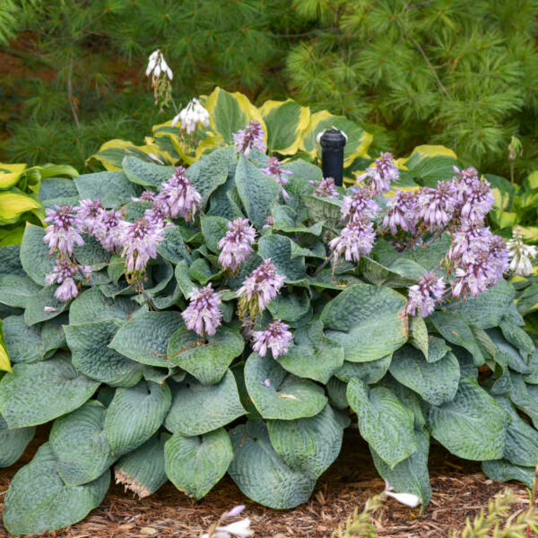 Hosta &