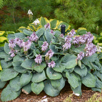 Hosta 'Blueberry Muffin'