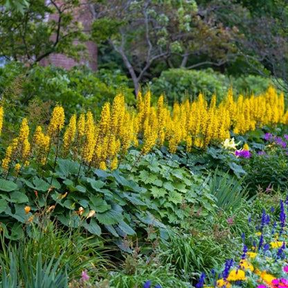 Ligularia Bottle Rocket