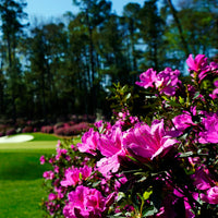 Azalea Echo Fireglow