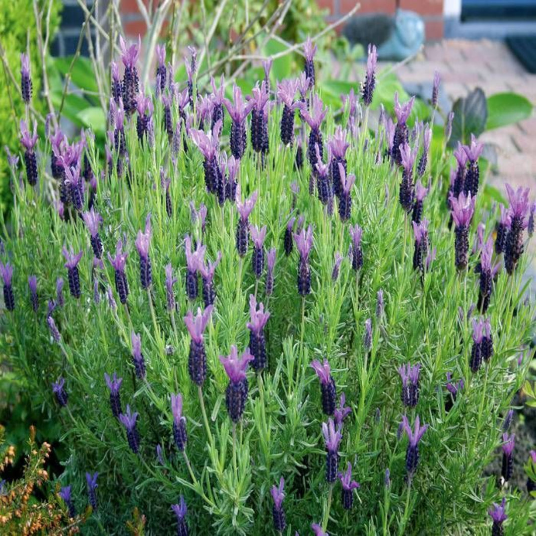 Lavandula Stoechas