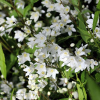 Deutzia gracilis outdoor flowering plant with fresh white blossoms